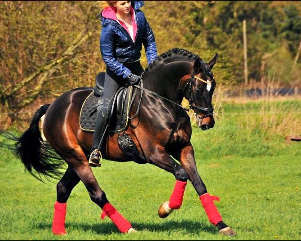 dressage horse Finntaler (Oldenburg, 2009, from Florencio I) dressage horse Finntaler (Oldenburg, 2009, from Florencio I)