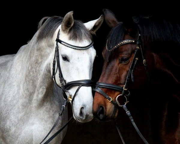 horse Solimans Rubina (Hanoverian, 2009, from Soliman)