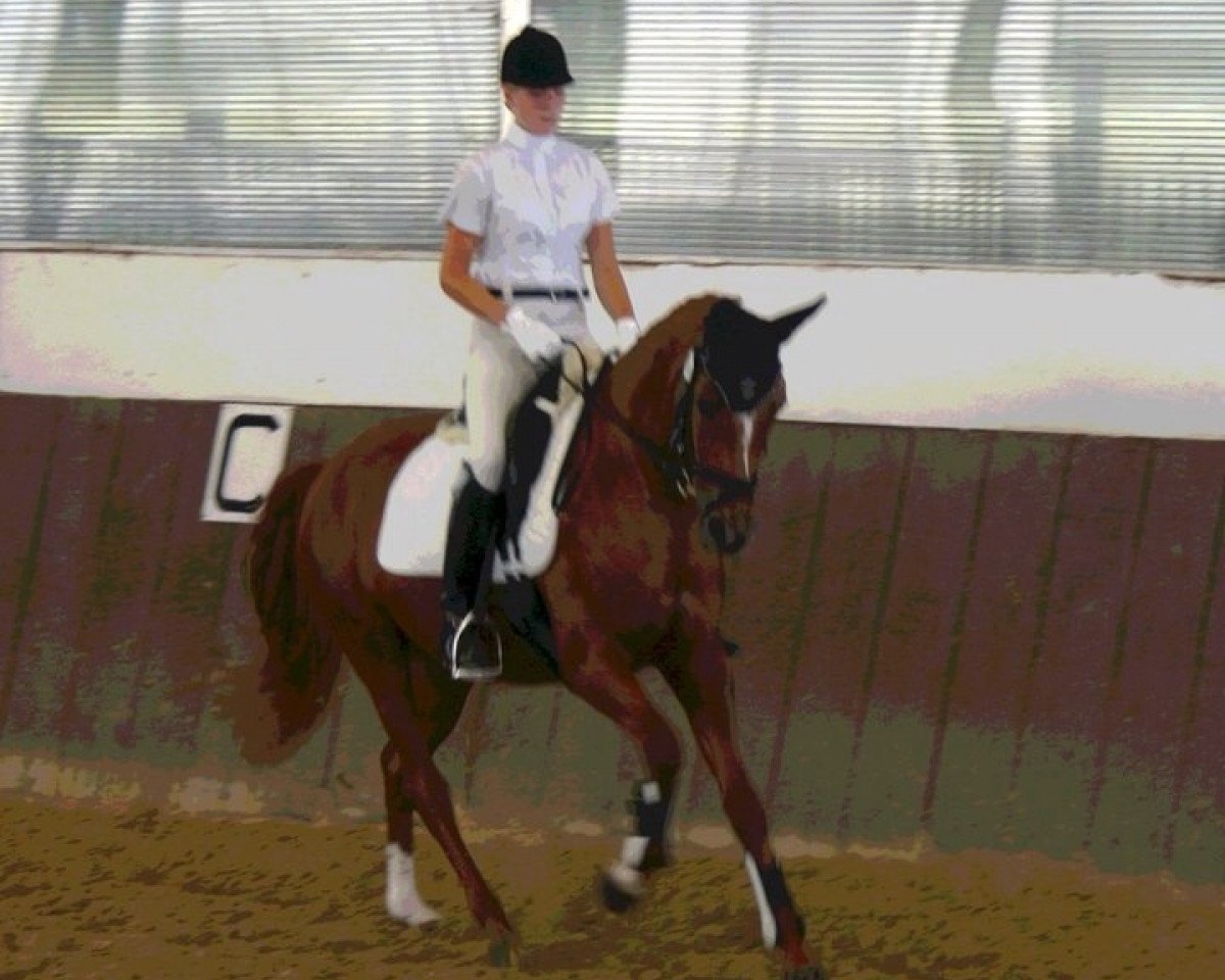 horse Flamme (Westphalian, 2002, from Feinsinn)