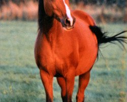 Jument d'élevage Mara (Poney de Selle Allemand,  , de Chip)