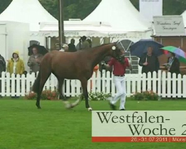 Westfalen-Woche Münster-Handorf
Dienstag, 26. Juli 2011
46. Westfälische Eliteschau für 3j. Reitpferde- und
Kaltblutstuten