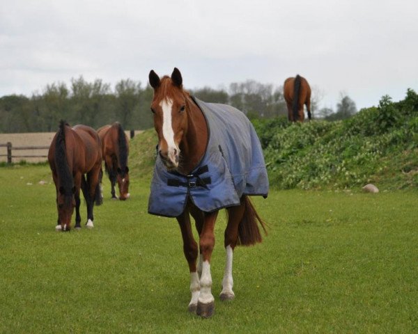 dressage horse Harmonie (Hessian Warmblood, 2000, from Hill Anwar AA) dressage horse Harmonie (Hessian Warmblood, 2000, from Hill Anwar AA)