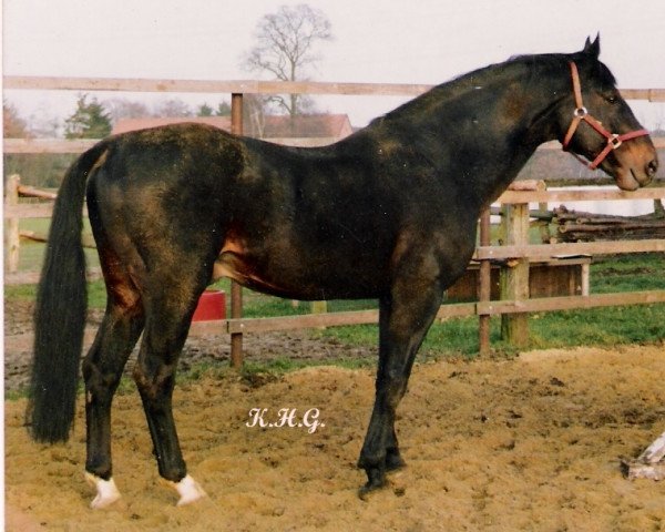 stallion Rowdy (Westphalian, 1972, from Roderich)