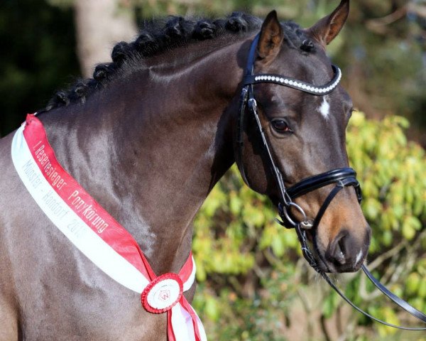 Deckhengst Navignon (Deutsches Reitpony, 2011, von Nemax)