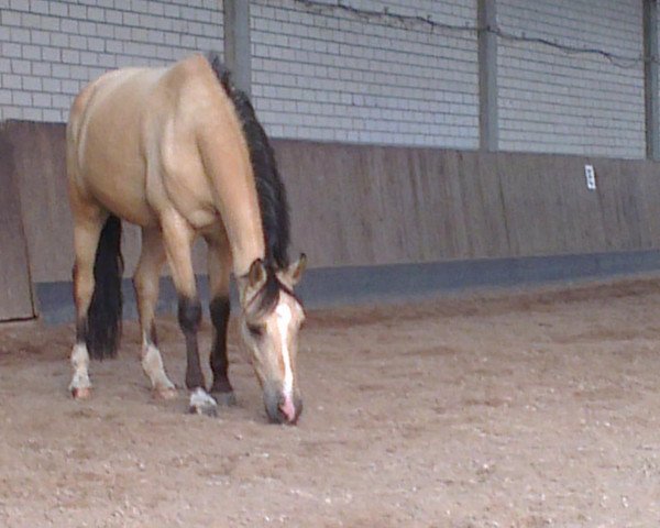 dressage horse Filou 1800 (German Riding Pony, 2006, from Marinello)