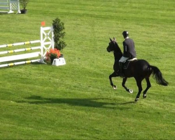 Riesenbeck INTERNATIONAL
Mittwoch, 20. Juli 2011 
52 Springpferdeprüfung Kl L - 5j. Pferde 
Einlaufprüfung
