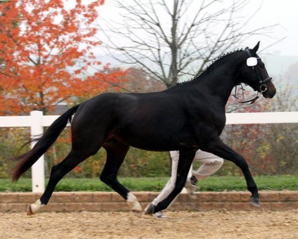 dressage horse Sir Salvatore (German Sport Horse, 2010, from Sir Donnerhall I)