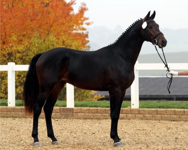 horse Finch Hatton (German Sport Horse, 2010, from Fürst Wettin)