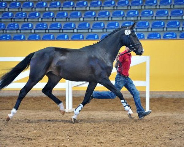 Dressurpferd Fontainebleau DSP (Deutsches Sportpferd, 2010, von Fürst Grandios)