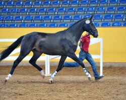 Dressurpferd Fontainebleau DSP (Deutsches Sportpferd, 2010, von Fürst Grandios)