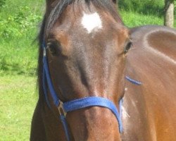jumper Kasim 11 (Polish Warmblood, 2008, from Kaszmir)