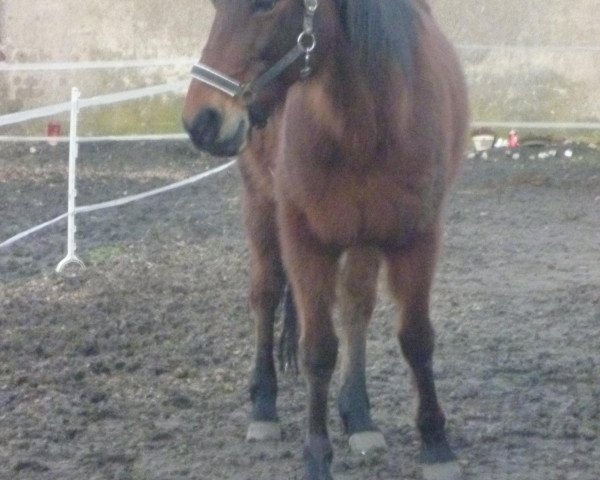 horse Anni´s Boss (DE) (German trotters, 2002, from Bosphorus K-0260 (US))