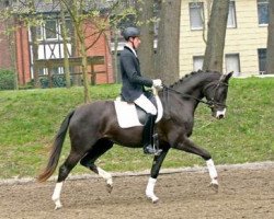 Zuchtstute Ferrara 87 (Rheinländer, 2009, von Fiorano)