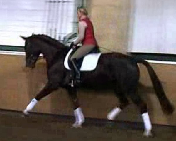 broodmare Festina (Rhinelander, 1999, from Fidermark)