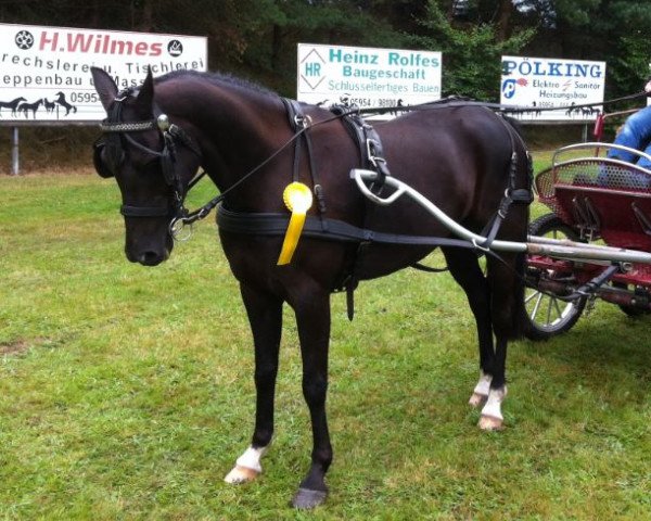 Pferd Bella 828 (Deutsches Reitpony, 2005, von Black Magic)