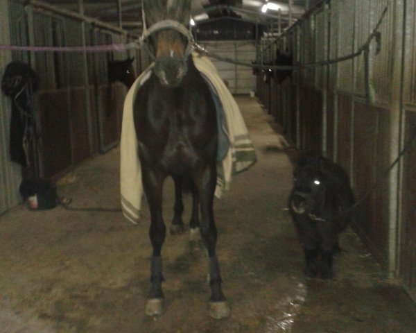 Springpferd Sugar TH (Hannoveraner, 2006, von Stalypso)