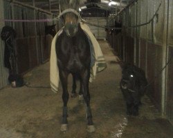 jumper Sugar TH (Hanoverian, 2006, from Stalypso)