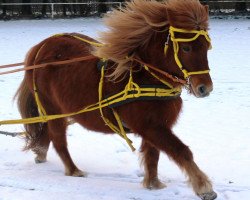 Pferd Marie (Shetland Pony, 1999, von Bob)