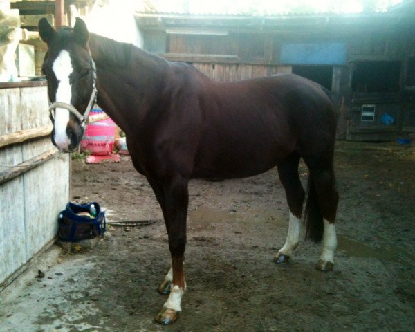 broodmare Annalie (Hanoverian, 1996, from A Jungle Prince)