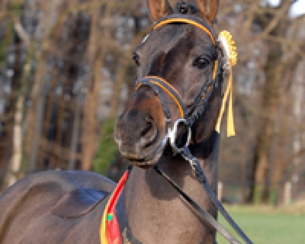 Deckhengst Monaco (New-Forest-Pony, 2001, von Mondrian 29) Deckhengst Monaco (New-Forest-Pony, 2001, von Mondrian 29)