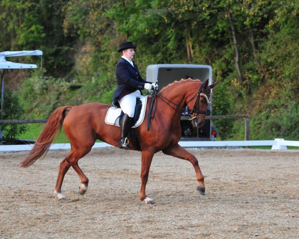 broodmare Die Blonde (Hanoverian, 2005, from Danone 4)