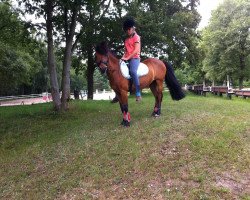 dressage horse Latino 184 (unknown, 1996)