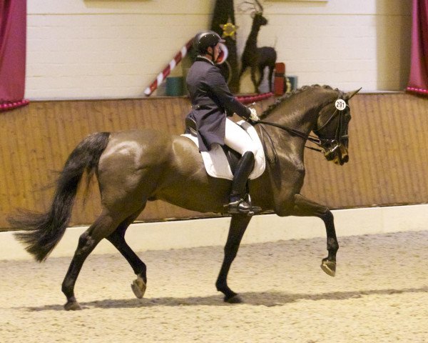 dressage horse Wunschtraum FH (Westphalian, 1996, from Weltrat)