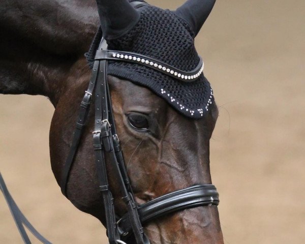 dressage horse Fionah (Westphalian, 2004, from Fiano)
