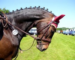 Springpferd Dalina (Westfale, 2000, von Diamo)