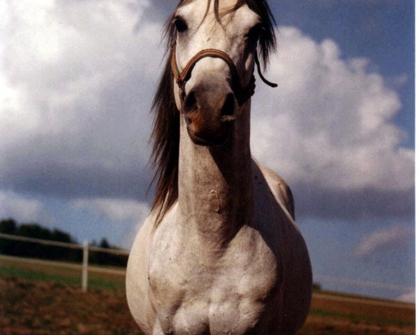horse Bel Minjan ox (Arabian purebred,  , from AAF Absolut ox)