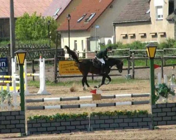 RFV-Seeben
Samstag, 28.05.2011
11 Springpferdeprüfung Kl A++