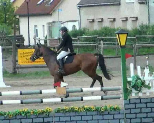RFV-Seeben 
Samstag, 28.05.2011 
11 Springpferdeprüfung Kl A++

