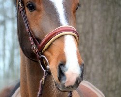 Springpferd Felix W 2 (Westfale, 2009, von Ferragamo)