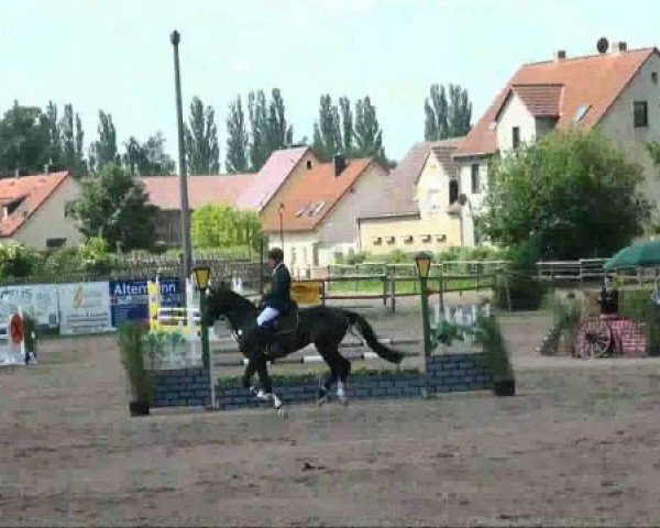 RFV-Seeben
Samstag, 28.05.2011
11 Springpferdeprüfung Kl A++