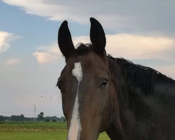 broodmare Look At Me (Bavarian, 2002, from Lamerto H)