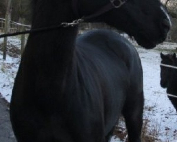 horse Donna Littchen (German Riding Pony, 2002, from Dimension)