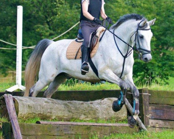 horse Akiro (Rhinelander, 2002, from Aquilino)