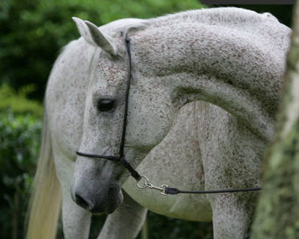 broodmare Kyra (Arab half breed / Partbred, 1995, from Kylinski 1988 ox)
