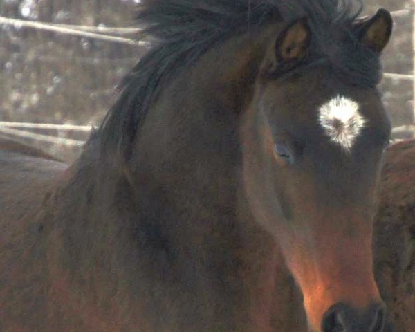 stallion D'Artagnan (German Riding Pony, 2010, from Dressman)
