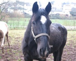 jumper Star d'Alme (Swiss Warmblood, 1995)