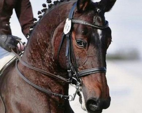 dressage horse Jennerwein (Trakehner, 1995, from Arc de Triomphe)