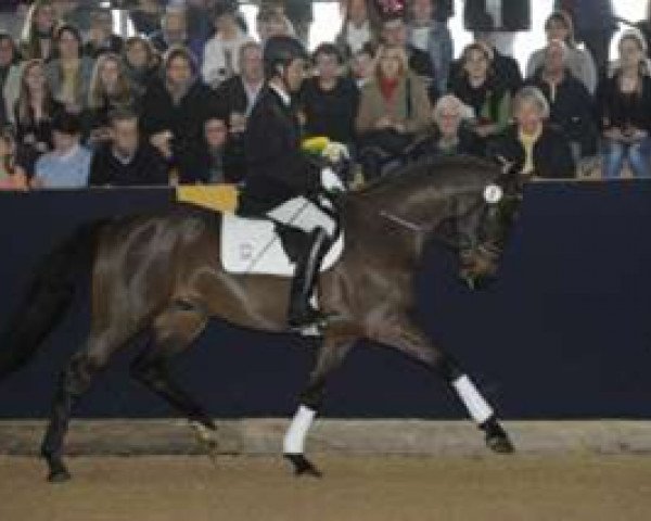 dressage horse Carouso (Württemberger, 2009, from Carry) dressage horse Carouso (Württemberger, 2009, from Carry)
