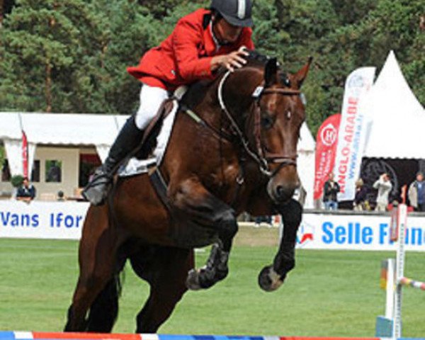 jumper Right Now Semilly (Selle Français, 2005, from Diamant de Semilly)