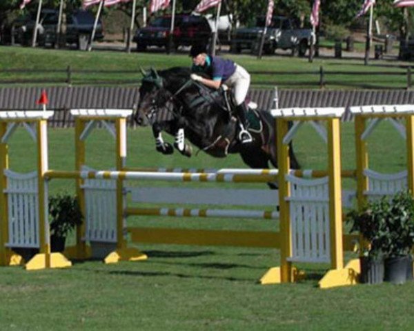 stallion Cherif (Holsteiner, 1988, from Caretino)