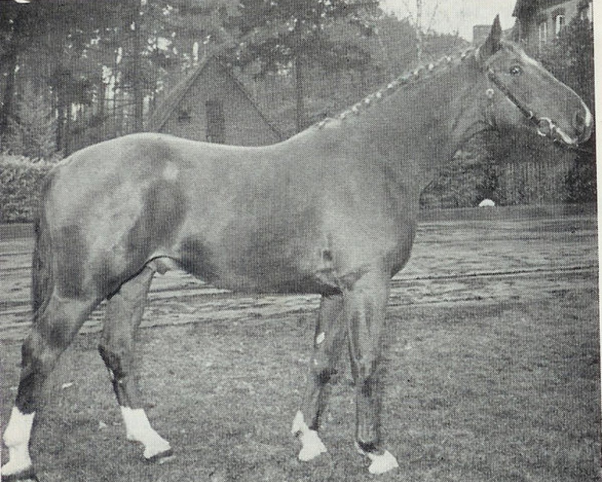 jumper Senegal (Hanoverian, 1962, from Sender)