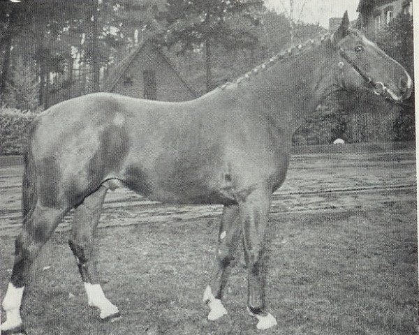 jumper Senegal (Hanoverian, 1962, from Sender)
