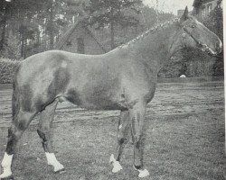 Springpferd Senegal (Hannoveraner, 1962, von Sender)