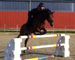 jumper Speyksbosch Hotmail (Nederlands Welsh Ridepony, 2007, from Orchard Red Prince)