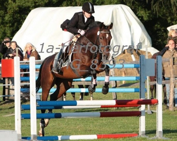jumper Wega 292 (Hanoverian, 2000, from Wiesengrund)
