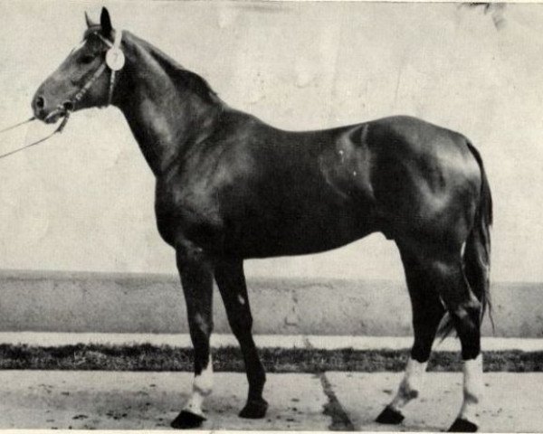 stallion Remo 3410 (Trakehner, 1977, from Opal Mo 1306) stallion Remo 3410 (Trakehner, 1977, from Opal Mo 1306)